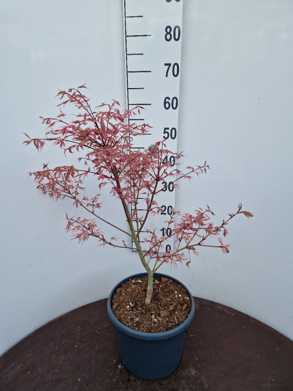 Acer shirasawanum - C10 50-60 CM